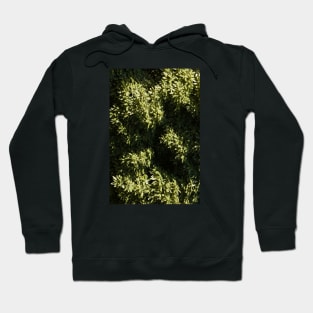 Green Leaves Tree Canopy High Above Hoodie